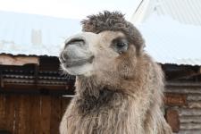 Более 300 юных тюменцев посетят новогодние утренники в конном клубе "Аллегро" до конца года