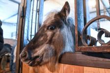 Более 300 юных тюменцев посетят новогодние утренники в конном клубе "Аллегро" до конца года