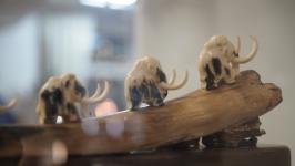 Работы 13 мастеров-косторезов выставили в галерее сувениров в Тюмени