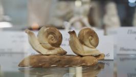 Работы 13 мастеров-косторезов выставили в галерее сувениров в Тюмени