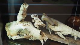 Работы 13 мастеров-косторезов выставили в галерее сувениров в Тюмени