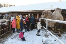 Более 300 юных тюменцев посетят новогодние утренники в конном клубе "Аллегро" до конца года
