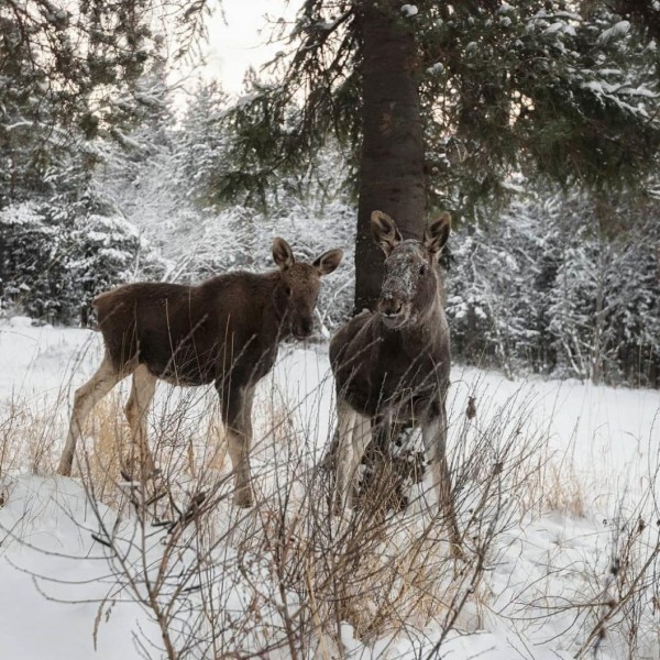В Тюменской области высокий снежный покров позволяет животным лучше перезимовать