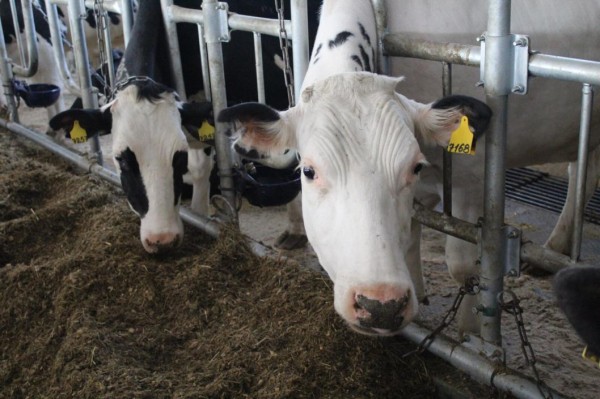 В Тюменской области продуктивность коров увеличилась до 10,4 тыс. кг