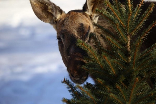 В Тюменской области высокий снежный покров позволяет животным лучше перезимовать