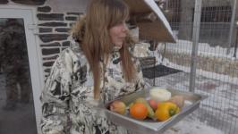 Детеныша паки из тюменского зоопитомника назвали Никки