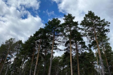 В Тюменской области вдвое увеличат количество камер для фиксации возгораний в лесах