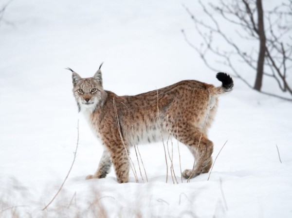 Редких рысей заметили в окрестностях сел Викуловского района 