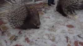 Детеныша паки из тюменского зоопитомника назвали Никки