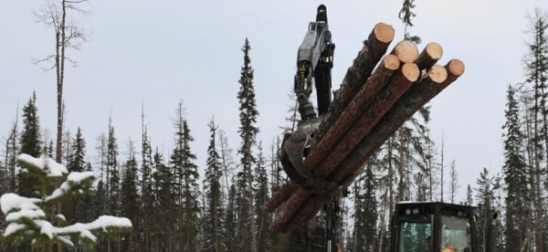 Тюменца ждет суд за контрабанду леса на семь миллионов рублей