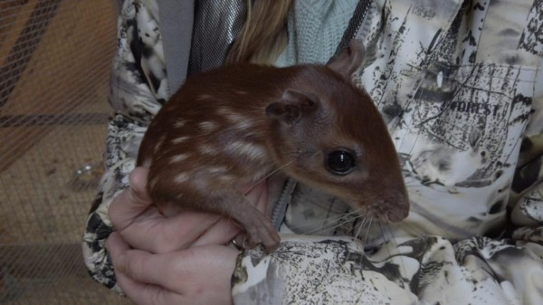 Детеныша паки из тюменского зоопитомника назвали Никки