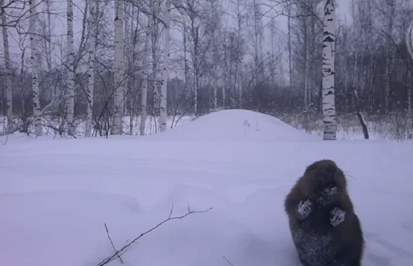 Бобры сделали норы вдоль дороги в нижнетавдинском охотхозяйстве