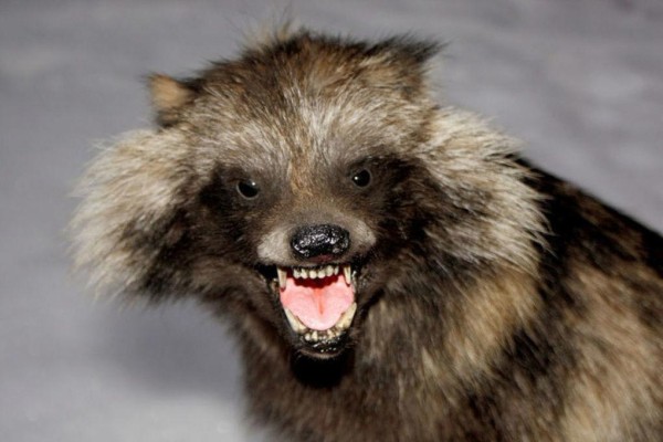 В селе Голышмановского округа вводят карантин по бешенству