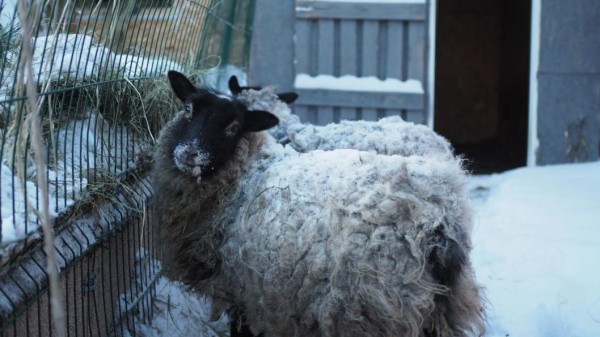 В Сладковском районе фермерам предлагают включиться в развитие мясного овцеводства