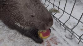 Детеныша паки из тюменского зоопитомника назвали Никки