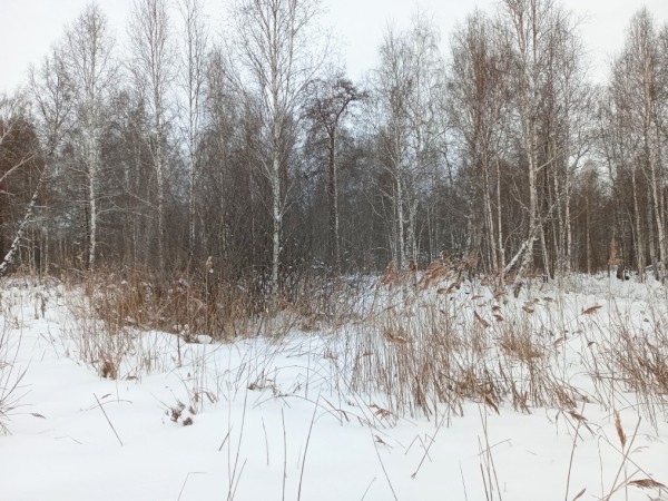 446 заросших участков сельхозземель выявили в Тюменской области в 2023 году