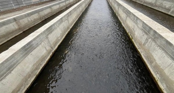 Тюменские рыбоводы строят акваферму по выращиванию форели в Кабардино-Балкарии Тюменские рыбоводы строят акваферму по выращиванию форели в Кабардино-Балкарии