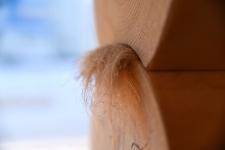 На аллее деревянного домостроения в Тюмени возвели стены первого дома 