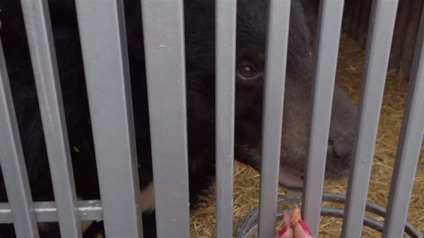 Цирковые "пенсионеры" Жан и Груша доживают свой век в тюменском Лукоморье Цирковые "пенсионеры" Жан и Груша доживают свой век в тюменском Лукоморье