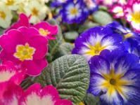 Тюменское "Плодовое" вырастило&nbsp;тюльпаны, гиацинты, крокусы и нарциссы к 8 Марта