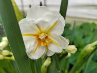 Тюменское "Плодовое" вырастило&nbsp;тюльпаны, гиацинты, крокусы и нарциссы к 8 Марта