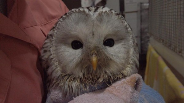 Желающих помогать животным тюменцев приглашают вступить в волонтерский отряд "Лукоморцы"