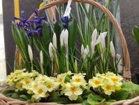 Тюменское "Плодовое" вырастило&nbsp;тюльпаны, гиацинты, крокусы и нарциссы к 8 Марта