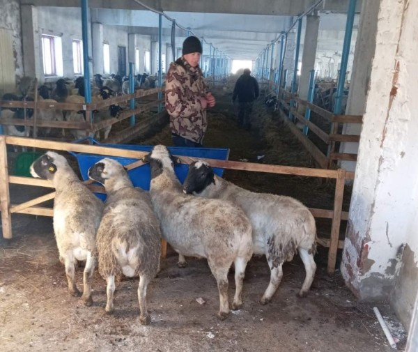 В Сладковском районе фермеры четырех сел вошли в проект по разведению дорперов