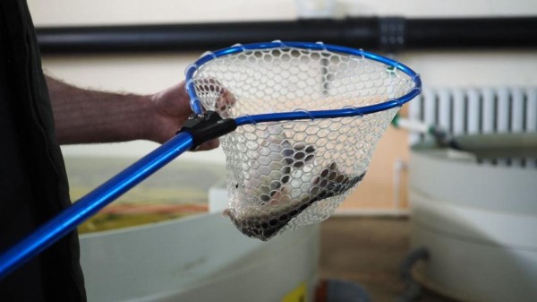 Программу восстановления популяции сиговых в Обском бассейне направили на согласование в правительство РФ Программу восстановления популяции сиговых в Обском бассейне направили на согласование в правительство РФ