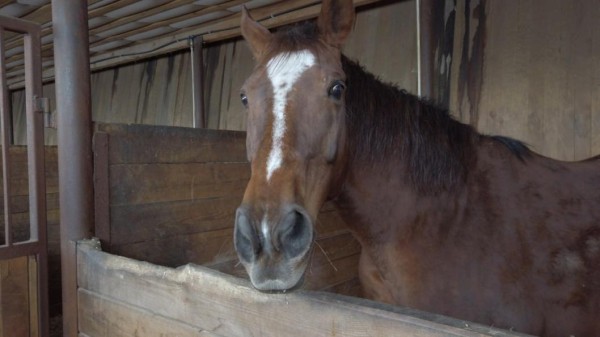 В Тюмени дети с ОВЗ бесплатно занимаются иппотерапией благодаря проекту "Лечебная лошадь"