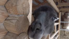 В Тюмени дети с ОВЗ бесплатно занимаются иппотерапией благодаря проекту "Лечебная лошадь"