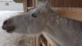 В Тюмени дети с ОВЗ бесплатно занимаются иппотерапией благодаря проекту "Лечебная лошадь"