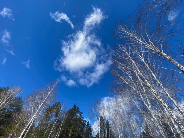 Сезон сбора березового сока стартовал в России