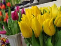 Тюменское "Плодовое" вырастило&nbsp;тюльпаны, гиацинты, крокусы и нарциссы к 8 Марта