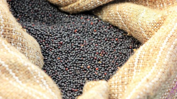 Правительство РФ продлило временный запрет на вывоз семян рапса