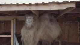 В Тюмени дети с ОВЗ бесплатно занимаются иппотерапией благодаря проекту "Лечебная лошадь"