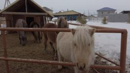В Тюмени дети с ОВЗ бесплатно занимаются иппотерапией благодаря проекту "Лечебная лошадь"