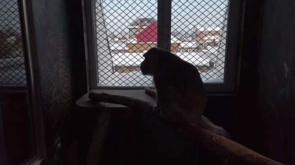 Цирковые "пенсионеры" Жан и Груша доживают свой век в тюменском Лукоморье Цирковые "пенсионеры" Жан и Груша доживают свой век в тюменском Лукоморье