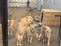 Тюменских депутатов познакомили с работой приюта для бесхозяйных животных