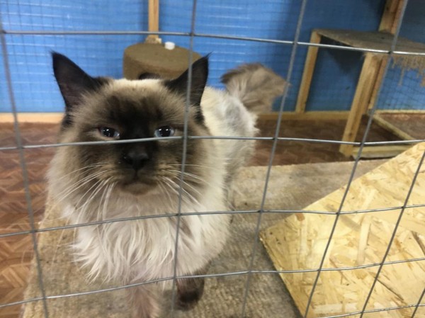 Тюменских депутатов познакомили с работой приюта для бесхозяйных животных