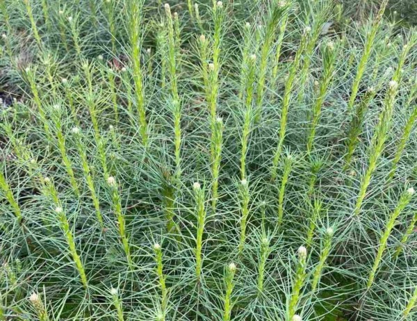 Компания "Свеза" восстановила в Тюменской области 94,7 га леса за год