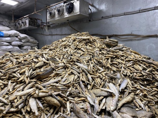 В Тюмени директора одной из организаций оштрафовали за незаконный оборот более 143 тонн рыбы В Тюмени директора одной из организаций оштрафовали за незаконный оборот более 143 тонн рыбы