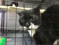 Тюменских депутатов познакомили с работой приюта для бесхозяйных животных