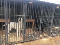 Тюменских депутатов познакомили с работой приюта для бесхозяйных животных