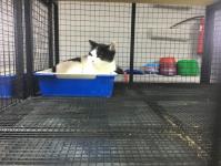 Тюменских депутатов познакомили с работой приюта для бесхозяйных животных