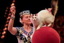 В Тюменском цирке провели открытую репетицию для подопечных фонда "Защитники Отечества" В Тюменском цирке провели открытую репетицию для подопечных фонда "Защитники Отечества"