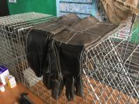 Тюменских депутатов познакомили с работой приюта для бесхозяйных животных