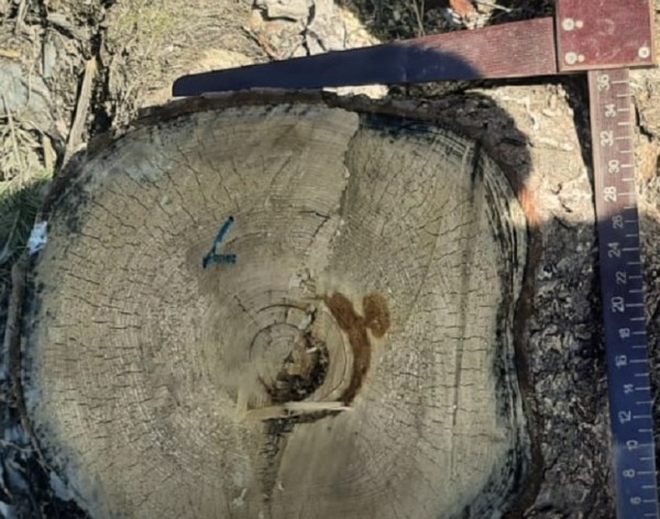 До 3 млн рублей штрафа грозит жителю Вагайского района за рубку трех елей До 3 млн рублей штрафа грозит жителю Вагайского района за рубку трех елей