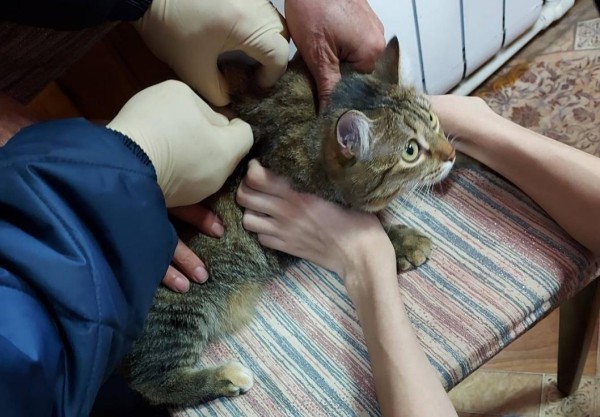 С начала года в 17 населенных пунктах Тюменской области установили карантин по бешенству