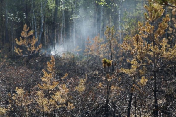 В Тюменской области за сутки потушили четыре лесных пожара на 14,45 га